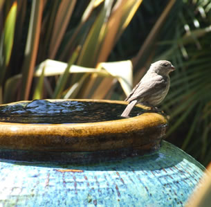 Water Features